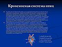 Кровеносная система