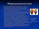 Нервная система