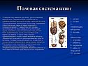 Половая система
