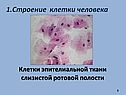 Строение клетки человека