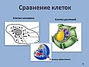 Сравнение клеток