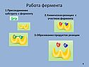 Работа фермента