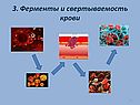 Ферменты и свертываемость крови