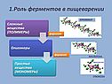 Роль ферментов в пищеварении