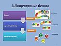 Пищеварение белков