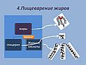 Пищеварение жиров