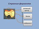 Строение фермента