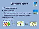 Свойства белка