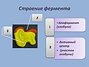 Строение