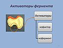 Активаторы фермента