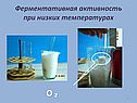 Ферментативная активность при низких температурах