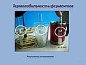 Термолабильность ферментов