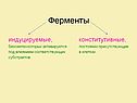 Ферменты