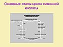 Основные этапы цикла лимонной кислоты