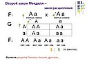 Второй закон Менделя