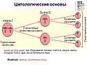 Цитологические основы