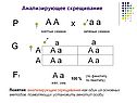 Генотип особи