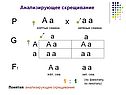 Зелёные семена
