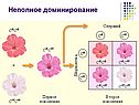 Формулировка законов Менделя