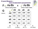 III закон Менделя