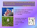 Ральф Эмерсон