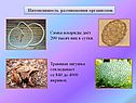 Интенсивность размножения