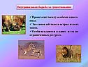 Внутривидовая борьба