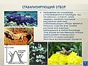 Стабилизирующий отбор