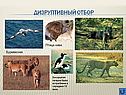 Формы естественного отбора