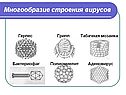 Многообразие строения вирусов