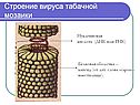 Строение вируса табачной мозаики