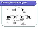Классификация вирусов