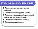 Этапы жизнедеятельности вируса