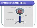 Строение бактериофага