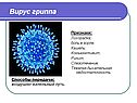 Вирус гриппа