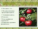 Фотосинтез растений
