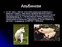 Альбинизм