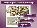 Строение зрительного анализатора
