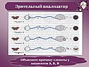 Зрительный анализатор