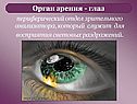 Периферический отдел