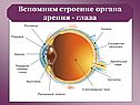 Строение органа зрения