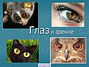 Глаз и зрение