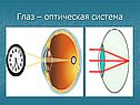 Глаза - органы чувств