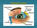 Строение глаза