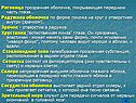 Роговица
