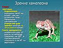 Зрение хамелеона