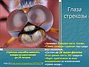 Глаза стрекозы