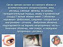 Орган зрения