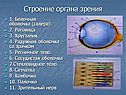 Глаза - органы зрения