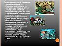 Кровь приводится в движение тремя сердцами — главным, состоящим из